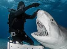 Are Tiger Sharks Dangerous Or Aggressive? - AZ Animals